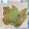 Butterfly sett- gold-green