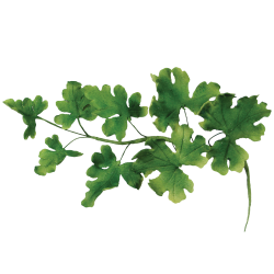 JEM Foliage Cutters - Mixed Leaves Set 2 Set of 7