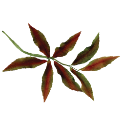 JEM Foliage Cutters - Mixed Leaves Set 2 Set of 7
