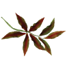 JEM Foliage Cutters - Mixed Leaves Set 2 Set of 7