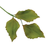 JEM Foliage Cutters - Mixed Leaves Set 2 Set of 7