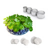 Gotu Kola Hydrocotyle vulgaris cutters and veiners set of 7