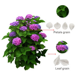 Hydrangea veiner set of 3