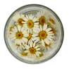 Edible Daisy 15 pieces edible