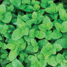 PME 100% Natural Peppermint Flavour 25ml