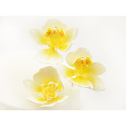 Moth Orchid sugar flowers -...