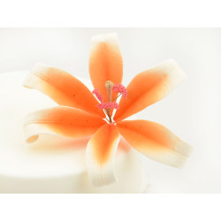 Flower lily white orange...