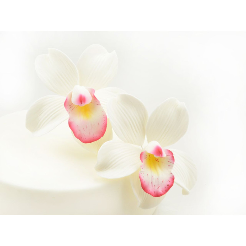 Csónakorchidea (cukorvirág)
