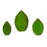 Rose leaves plunger cutter set of 3
