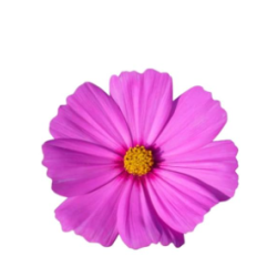Cosmos silicone veiner