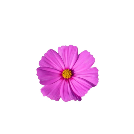 Cosmos silicone veiner