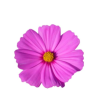 Cosmos silicone veiner
